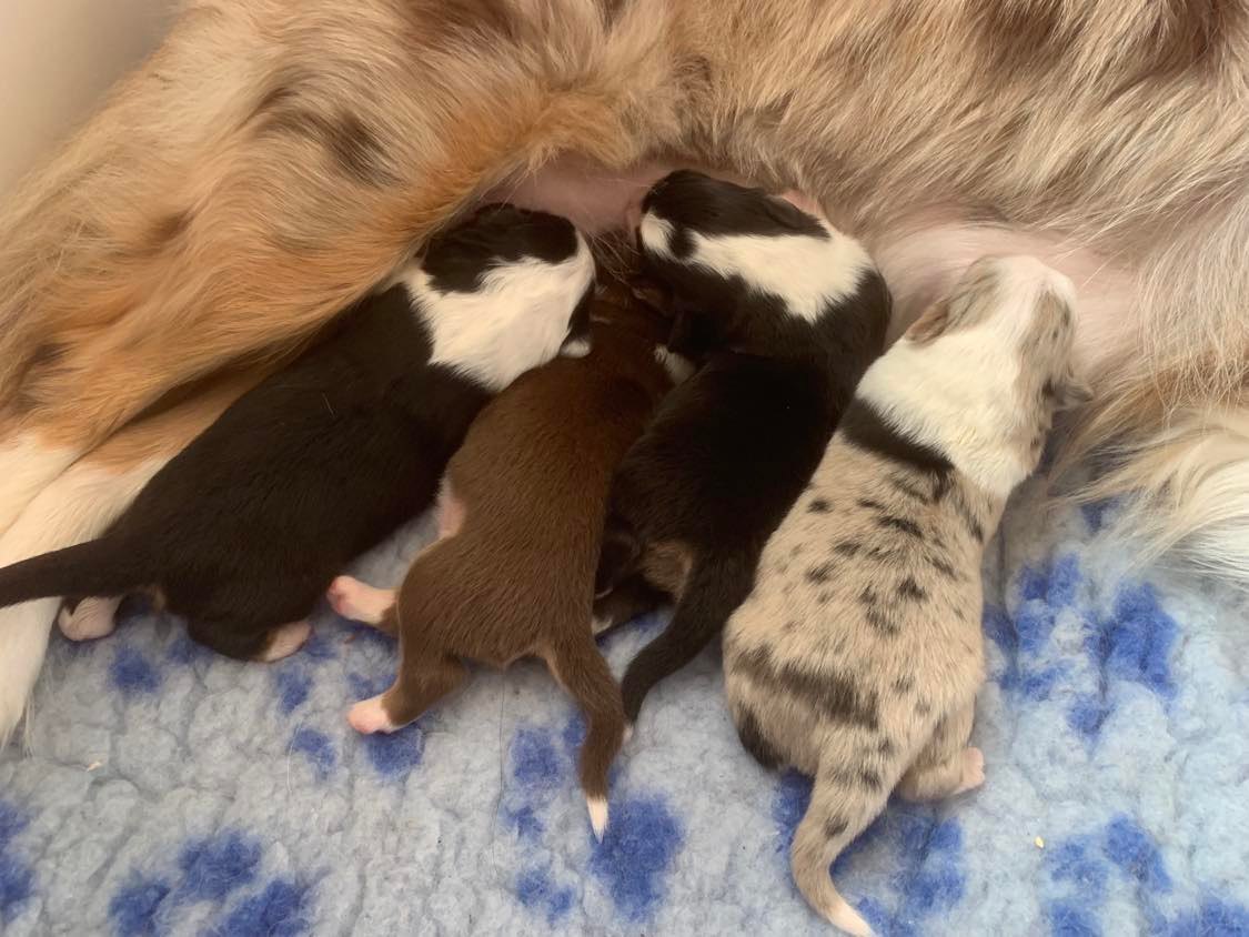 Mini American Shepherd puppy