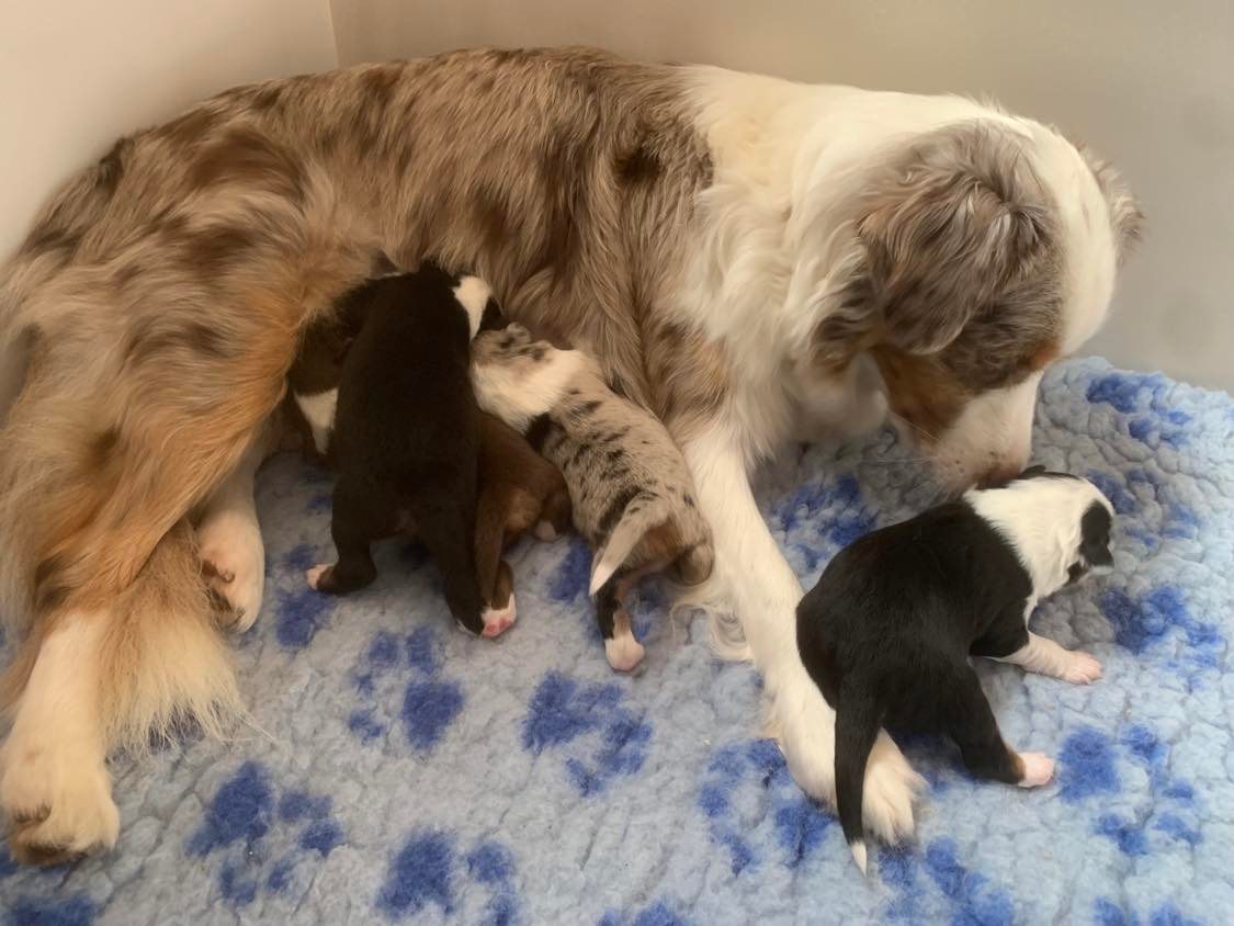 Mini American Shepherd puppy