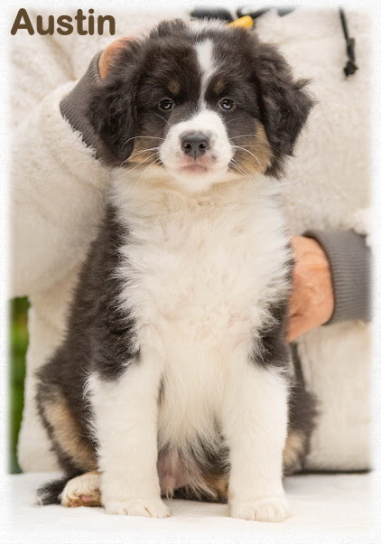 Mini American Shepherd puppy